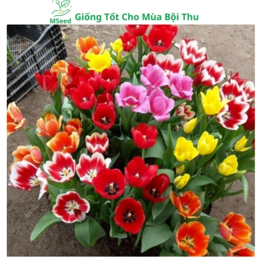 Củ hoa Tulip nhiều màu - Dễ trồng, nhanh ra hoa, bền màu, giá chỉ 16.800 VND 7