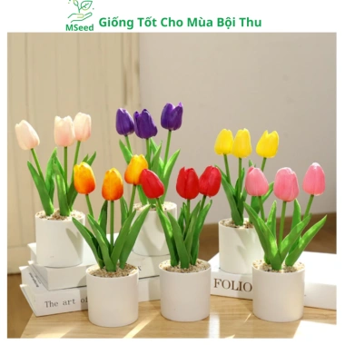 Củ hoa Tulip nhiều màu - Dễ trồng, nhanh ra hoa, bền màu, giá chỉ 16.800 VND 8