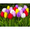 Củ hoa Tulip nhiều màu - Dễ trồng, nhanh ra hoa, bền màu, giá chỉ 16.800 VND 9