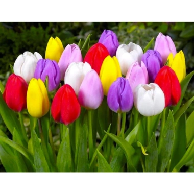 Củ hoa Tulip nhiều màu - Dễ trồng, nhanh ra hoa, bền màu, giá chỉ 16.800 VND 9