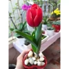 Củ hoa Tulip nhiều màu - Dễ trồng, nhanh ra hoa, bền màu, giá chỉ 16.800 VND 10