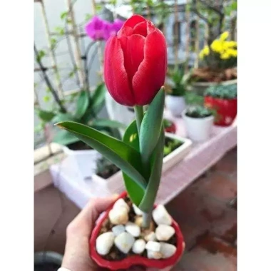 Củ hoa Tulip nhiều màu - Dễ trồng, nhanh ra hoa, bền màu, giá chỉ 16.800 VND 10
