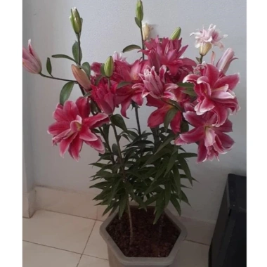Củ ly cao thơm cánh kép dày, bông to - 20 củ chỉ 140.000₫ (giá gốc 182.000)