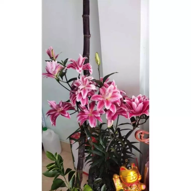 Củ ly cao thơm cánh kép dày, bông to - 20 củ chỉ 140.000₫ (giá gốc 182.000)
