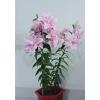 Củ ly cao thơm cánh kép dày, bông to - 20 củ chỉ 140.000₫ (giá gốc 182.000) 4
