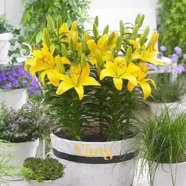 Củ ly, củ hoa ly lùn bông to đủ màu hoa - Giá chỉ 15.000đ, khuyến mãi 18.300đ 5 Củ ly, củ hoa ly lùn bông to đủ màu hoa - Giá chỉ 15.000đ, khuyến mãi 18.300đ 5