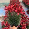 Củ ly, củ hoa ly lùn bông to đủ màu hoa - Giá chỉ 15.000đ, khuyến mãi 18.300đ 9