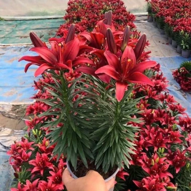 Củ ly, củ hoa ly lùn bông to đủ màu hoa - Giá chỉ 15.000đ, khuyến mãi 18.300đ 9 Củ ly, củ hoa ly lùn bông to đủ màu hoa - Giá chỉ 15.000đ, khuyến mãi 18.300đ 9