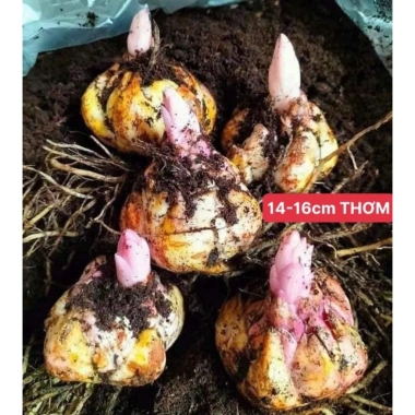 Củ ly kép cao thơm nhập khẩu Hà Lan 8-12 bông - Siêu hoa lên mầm 100% - 12.999đ 3 Củ ly kép cao thơm nhập khẩu Hà Lan 8-12 bông - Siêu hoa lên mầm 100% - 12.999đ 3