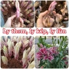 Củ Ly Kép Thơm, Củ Ly Cao Hà Lan Nhiều Màu - Hoa Ly Đẹp, Hương Thơm Quyến Rũ, Viên Nén Ươm Hạt 15.000 VND