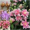 Củ Ly Kép Thơm, Củ Ly Cao Hà Lan Nhiều Màu - Hoa Ly Đẹp, Hương Thơm Quyến Rũ, Viên Nén Ươm Hạt 15.000 VND 2