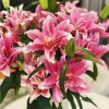 Củ Ly Kép Thơm, Củ Ly Cao Hà Lan Nhiều Màu - Hoa Ly Đẹp, Hương Thơm Quyến Rũ, Viên Nén Ươm Hạt 15.000 VND 7
