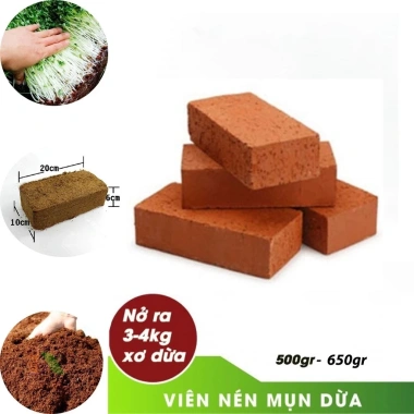 Củ Ly Kép Thơm, Củ Ly Cao Hà Lan Nhiều Màu - Hoa Ly Đẹp, Hương Thơm Quyến Rũ, Viên Nén Ươm Hạt 15.000 VND 10