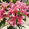 Củ Ly Kép Thơm Đa Màu Cao Hà Lan - Hoa Ly Đẹp, Hương Thơm Quyến Rũ, Giống Chuẩn Tết Giá 10.000đ 7