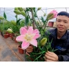 Củ ly trồng tết 2.026 ly kép ly lùn 8-12 bông ra hoa 100% giá chỉ 14.000₫