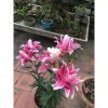 Củ ly trồng tết 2.026 ly kép ly lùn 8-12 bông ra hoa 100% giá chỉ 14.000₫ 2