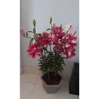 Củ ly trồng tết 2.026 ly kép ly lùn 8-12 bông ra hoa 100% giá chỉ 14.000₫ 3