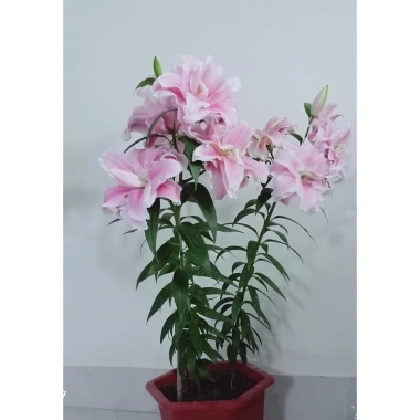 Củ ly trồng tết 2.026 ly kép ly lùn 8-12 bông ra hoa 100% giá chỉ 14.000₫ 4