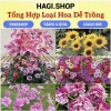 Củ ly trồng tết 2.026 ly kép ly lùn 8-12 bông ra hoa 100% giá chỉ 14.000₫ 7