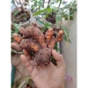 Củ nghệ đỏ 1kg - Giá chỉ 50.000đ, giảm so với 61.000đ, tăng sức đề kháng, tươi ngon 3