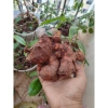 Củ nghệ đỏ 1kg - Giá chỉ 50.000đ, giảm so với 61.000đ, tăng sức đề kháng, tươi ngon 4