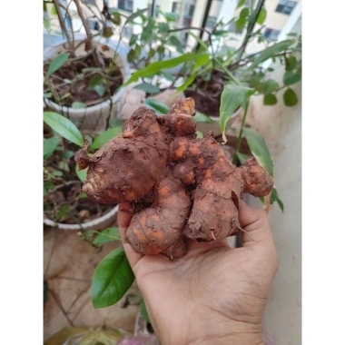 Củ nghệ đỏ 1kg - Giá chỉ 50.000đ, giảm so với 61.000đ, tăng sức đề kháng, tươi ngon 4