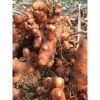 Củ nghệ đỏ nếp già tươi 2kg - Đảm bảo chất lượng, giá chỉ 85.000 VND, giảm sâu 2