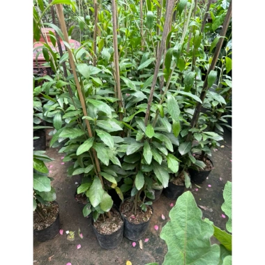 Cúc tần Ấn Độ chiều dài ngọn 50cm buông rủ, rèm che nắng tạo không gian xanh, chỉ 9.000₫ 2