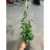 Cúc tần Ấn Độ chiều dài ngọn 50cm buông rủ, rèm che nắng tạo không gian xanh, chỉ 9.000₫ 3