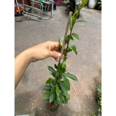 Cúc tần Ấn Độ chiều dài ngọn 50cm buông rủ, rèm che nắng tạo không gian xanh, chỉ 9.000₫ 4