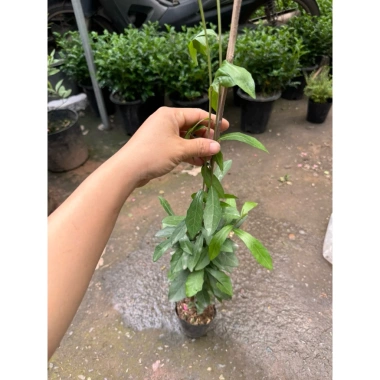 Cúc tần Ấn Độ chiều dài ngọn 50cm buông rủ, rèm che nắng tạo không gian xanh, chỉ 9.000₫ 5
