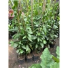 Cúc tần Ấn Độ chiều dài ngọn 50cm buông rủ, rèm che nắng tạo không gian xanh, chỉ 9.000₫ 6