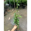 Cúc tần Ấn Độ chiều dài ngọn 50cm buông rủ, rèm che nắng tạo không gian xanh, chỉ 9.000₫ 7