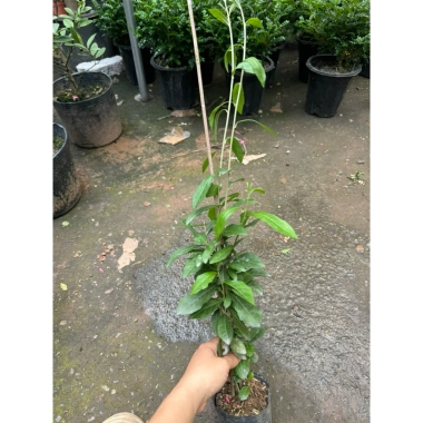 Cúc tần Ấn Độ chiều dài ngọn 50cm buông rủ, rèm che nắng tạo không gian xanh, chỉ 9.000₫ 7