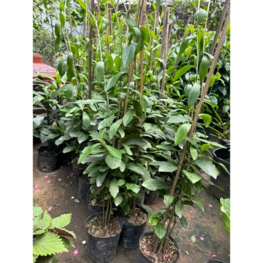 Cúc tần Ấn Độ chiều dài ngọn 50cm buông rủ, rèm che nắng tạo không gian xanh, chỉ 9.000₫ 8