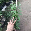 Cúc tần Ấn Độ chiều dài ngọn 50cm buông rủ, rèm che nắng tạo không gian xanh, chỉ 9.000₫ 9