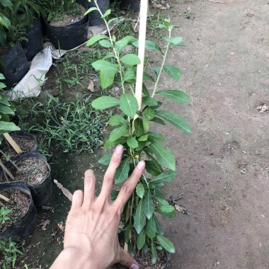 Cúc tần Ấn Độ chiều dài ngọn 50cm buông rủ, rèm che nắng tạo không gian xanh, chỉ 9.000₫ 9