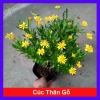 Cúc thân gỗ (cúc trường thọ) cho hoa và nụ, giao chậu đẹp, giá ưu đãi 78.000₫