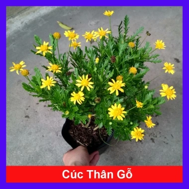 Cúc thân gỗ (cúc trường thọ) cho hoa và nụ, giao chậu đẹp, giá ưu đãi 78.000₫