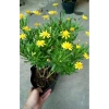 Cúc thân gỗ (cúc trường thọ) cho hoa và nụ, giao chậu đẹp, giá ưu đãi 78.000₫ 2