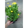 Cúc thân gỗ (cúc trường thọ) cho hoa và nụ, giao chậu đẹp, giá ưu đãi 78.000₫ 3