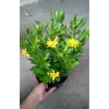 Cúc thân gỗ (cúc trường thọ) cho hoa và nụ, giao chậu đẹp, giá ưu đãi 78.000₫ 4