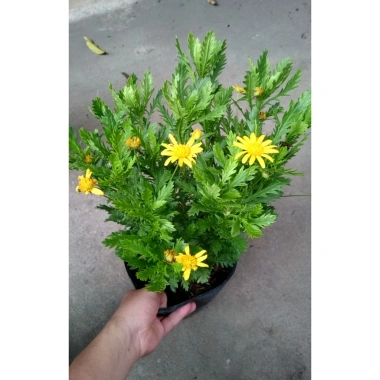 Cúc thân gỗ (cúc trường thọ) cho hoa và nụ, giao chậu đẹp, giá ưu đãi 78.000₫