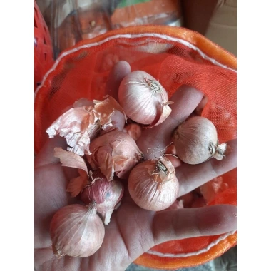 Đặc sản Hành Cô Đơn H Mông Sơn La - Giá chỉ 30.000 VND, hương vị độc đáo