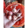 Đặc sản Hành Cô Đơn H Mông Sơn La - Giá chỉ 30.000 VND, hương vị độc đáo 3
