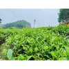 Đặc sản Trà Xanh Tân Cương Thái Nguyên Hương vị nguyên chất giảm giá tới 225.000₫ 5