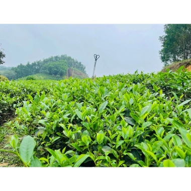 Đặc sản Trà Xanh Tân Cương Thái Nguyên Hương vị nguyên chất giảm giá tới 225.000₫