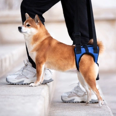 Đai phụ trợ chân sau cho chó mèo 1,5-17,5kg, tăng cường, thoáng khí, 4 mùa, hỗ trợ khuyết tật 2