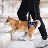 Đai phụ trợ chân sau cho chó mèo 1,5-17,5kg, tăng cường, thoáng khí, 4 mùa, hỗ trợ khuyết tật 3
