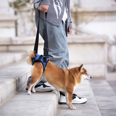 Đai phụ trợ chân sau cho chó mèo 1,5-17,5kg, tăng cường, thoáng khí, 4 mùa, hỗ trợ khuyết tật 4